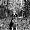animal, bandana, black_and_white, canine, dog, forest, fur, happy, leaves, nature, outdoor, path, peaceful, pet, scenery, sitting, smiling, trail, trees, woods