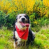 Jaïna a rejoint le concours — aidez-le/la à gagner de superbes lots ! dog, bandana, red_bandana, tongue_out, grass, yellow_flowers, outdoor, nature, smiling_dog, happy, greenery, pet, animal, fur, sitting, summer, sunlight, flora, canine, cheerful