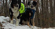 Jaïna participe au concours pour gagner de l'argent avec cette photo : dog, snow, forest, trail, harness, leash, outdoor, nature, winter, trees, canine, pets, walking, animals, cold, fur, adventure, two_dogs, walking_path, woods