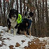 adventure, animals, canine, cold, dog, forest, fur, harness, leash, nature, outdoor, pets, snow, trail, trees, two_dogs, walking, walking_path, winter, woods