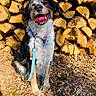 Jaïna a rejoint le concours — aidez-le/la à gagner de superbes lots ! dog, leash, wood, pile, logs, outdoor, sunlight, happy, tongue_out, smiling, nature, forest_floor, brown, black, white, fur, collar, pet, animal, sitting