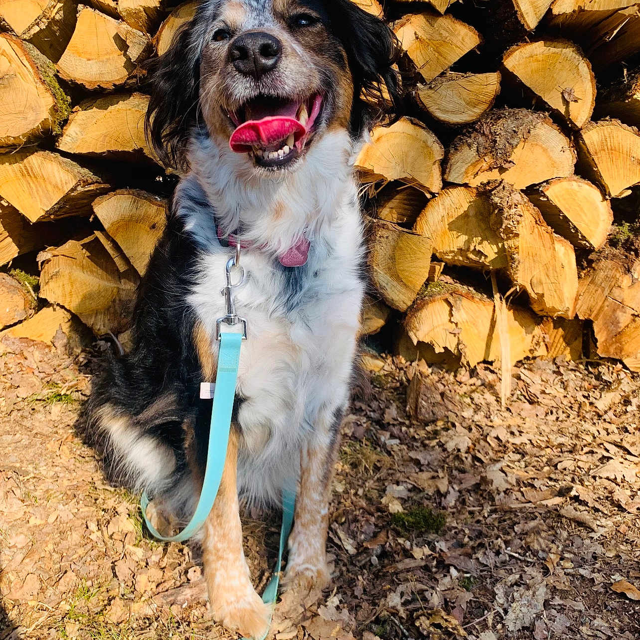 Jaïna a rejoint le concours — aidez-le/la à gagner de superbes lots ! dog, leash, wood, pile, logs, outdoor, sunlight, happy, tongue_out, smiling, nature, forest_floor, brown, black, white, fur, collar, pet, animal, sitting