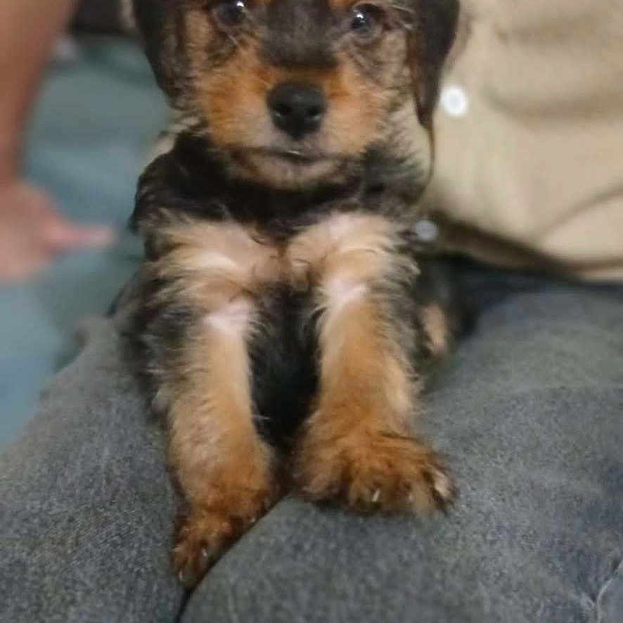 Gadjo a rejoint le concours — aidez-le/la à gagner de superbes lots ! animal, beige_shirt, blurred, clothing, companion, cute, dog, domestic_animal, front_view, fur, gray_pants, indoor, lap, looking, person, pet, puppy, sitting, small, young