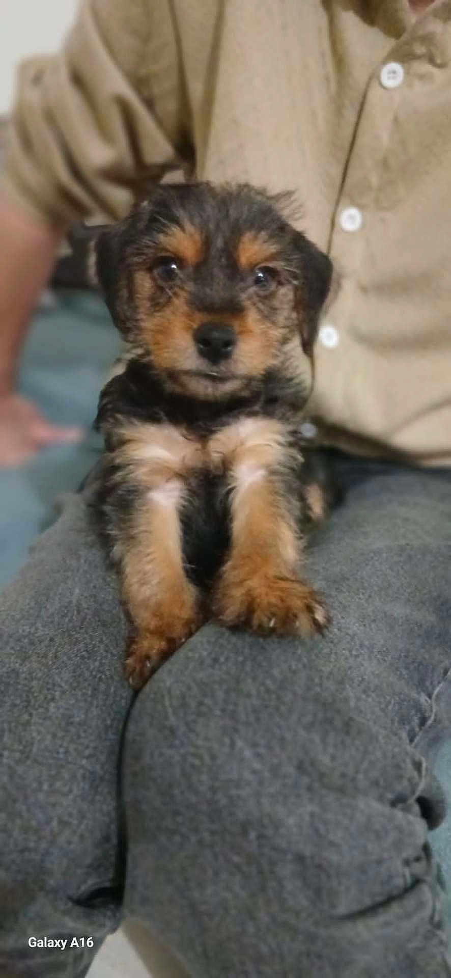 Gadjo a rejoint le concours — aidez-le/la à gagner de superbes lots ! puppy, dog, pet, lap, person, clothing, beige_shirt, gray_pants, indoor, blurred, cute, animal, fur, sitting, looking, young, small, domestic_animal, companion, front_view