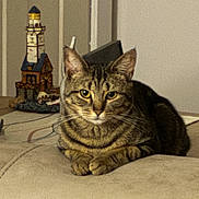 Kodiak is registered to the contest to win money with this photo: cat, tabby, indoor, lounge, beige, furniture, decoration, miniature, lighthouse, pet, animal, yellow_eyes, relaxed, fur, whiskers, curious, closeup, domestic_cat, resting, cute