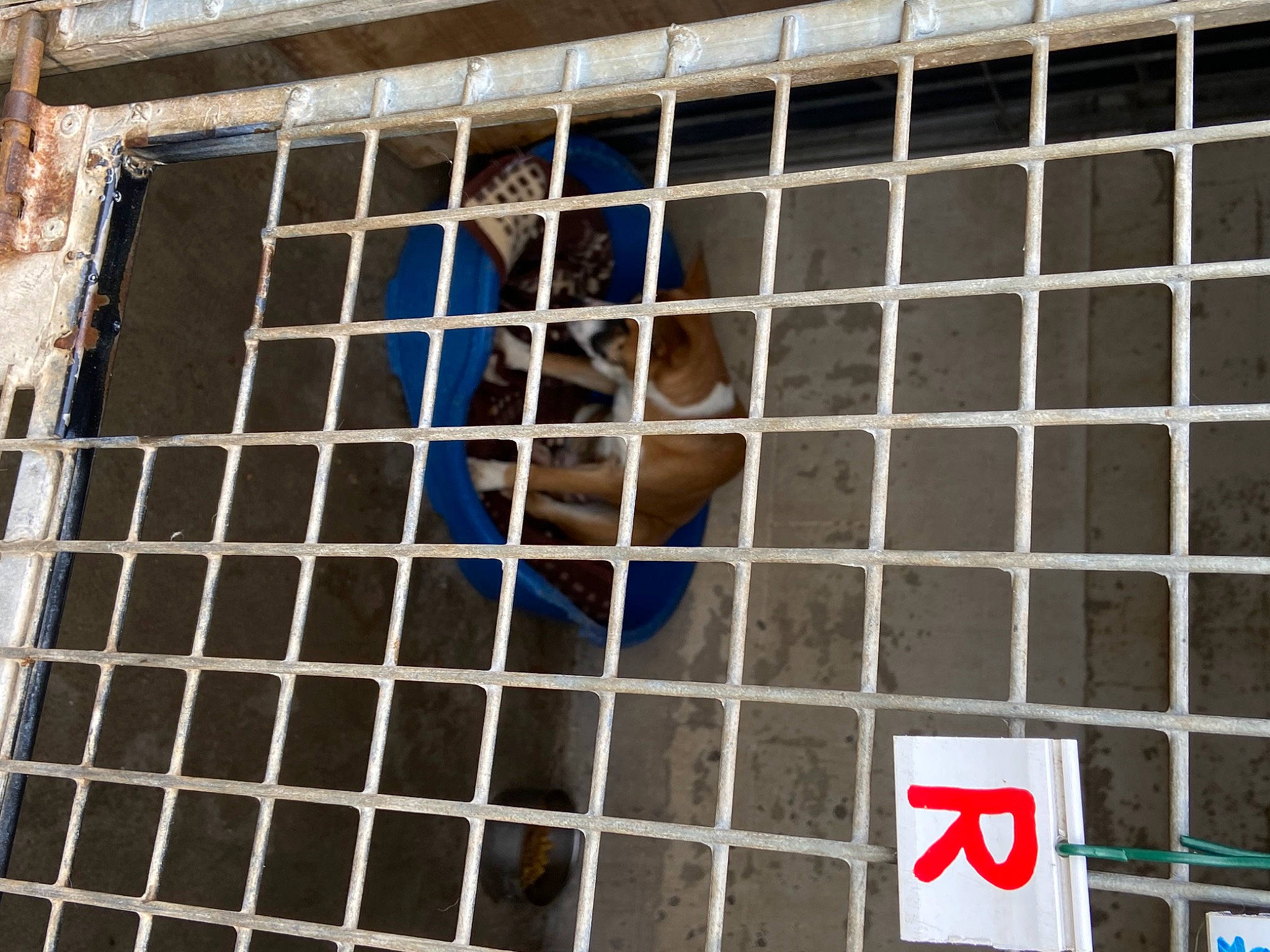 Titan a rejoint le concours — aidez-le/la à gagner de superbes lots ! animal_shelter, brickwork, building, cage, canidae, chain_link_fencing, composite_material, dog_breed, facade, fence, flooring, font, house, mesh, metal, snout, sporting_group, terrestrial_animal, window, wire_fencing