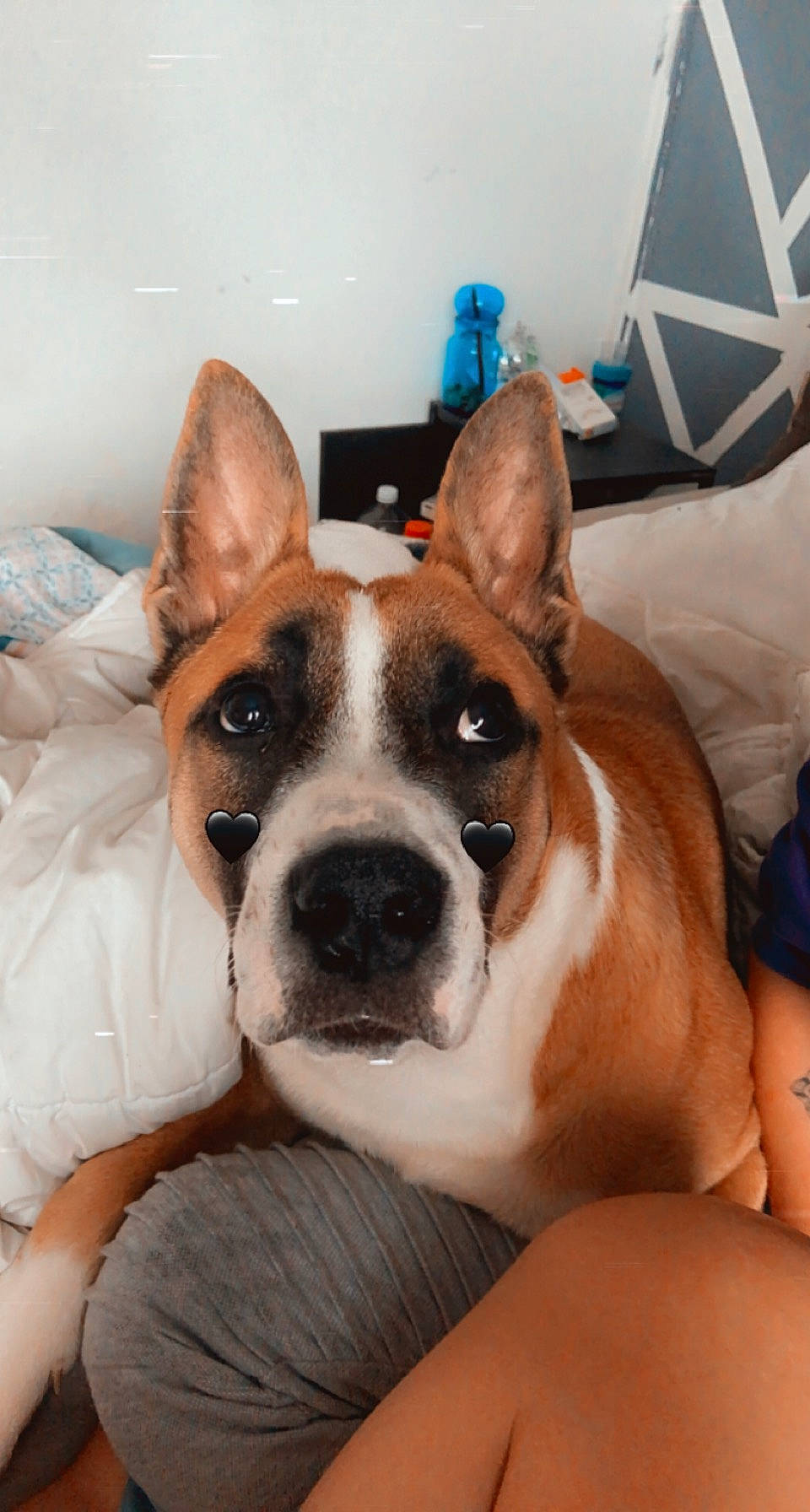 Titan participe au concours pour gagner de l'argent avec cette photo : blue, boston_terrier, canidae, carnivore, comfort, companion_dog, dog, dog_breed, ear, fawn, human_body, non_sporting_group, paw, puppy, puppy_love, snout, sporting_group, whiskers, window, working_animal