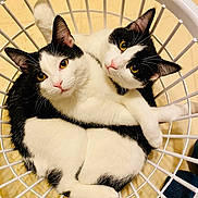 Cupcake Cotton Candy joined the competition — help win amazing prizes! animal, basket, black_and_white, cat, cats, close_up, cozy, curled_up, cute, domestic_animal, ears, eyes, feline, floor, fur, indoor, nose, pets, snuggling, whiskers