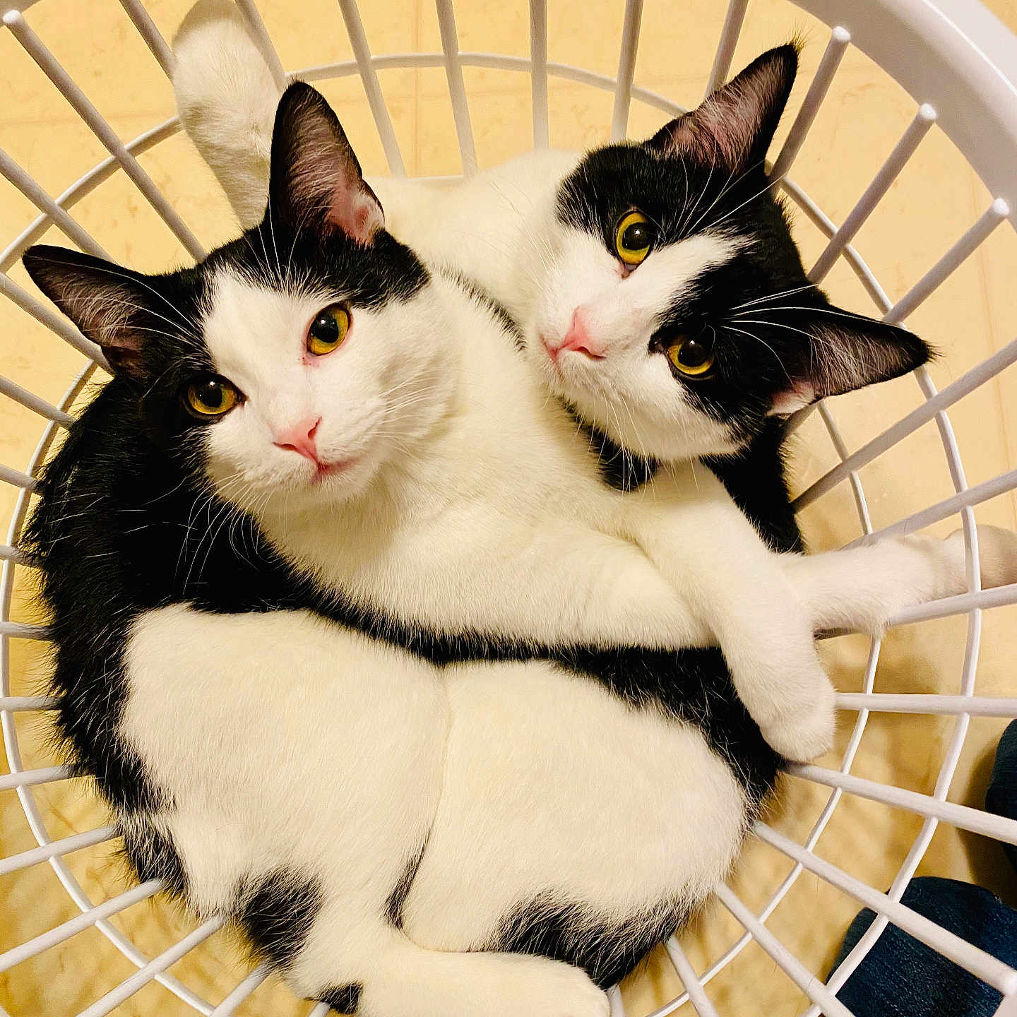 Cupcake Cotton Candy joined the competition — help win amazing prizes! animal, basket, black_and_white, cat, cats, close_up, cozy, curled_up, cute, domestic_animal, ears, eyes, feline, floor, fur, indoor, nose, pets, snuggling, whiskers