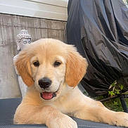 Alya participe au concours pour gagner de l'argent avec cette photo : golden_retriever, puppy, dog, outdoor, grass, chair, buddha_statue, concrete_wall, black_tarp, pet, animal, cute, happy, tongue_out, fur, relaxing, garden, leisure, summer, daylight