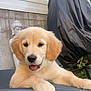 golden_retriever, puppy, dog, outdoor, grass, chair, buddha_statue, concrete_wall, black_tarp, pet, animal, cute, happy, tongue_out, fur, relaxing, garden, leisure, summer, daylight