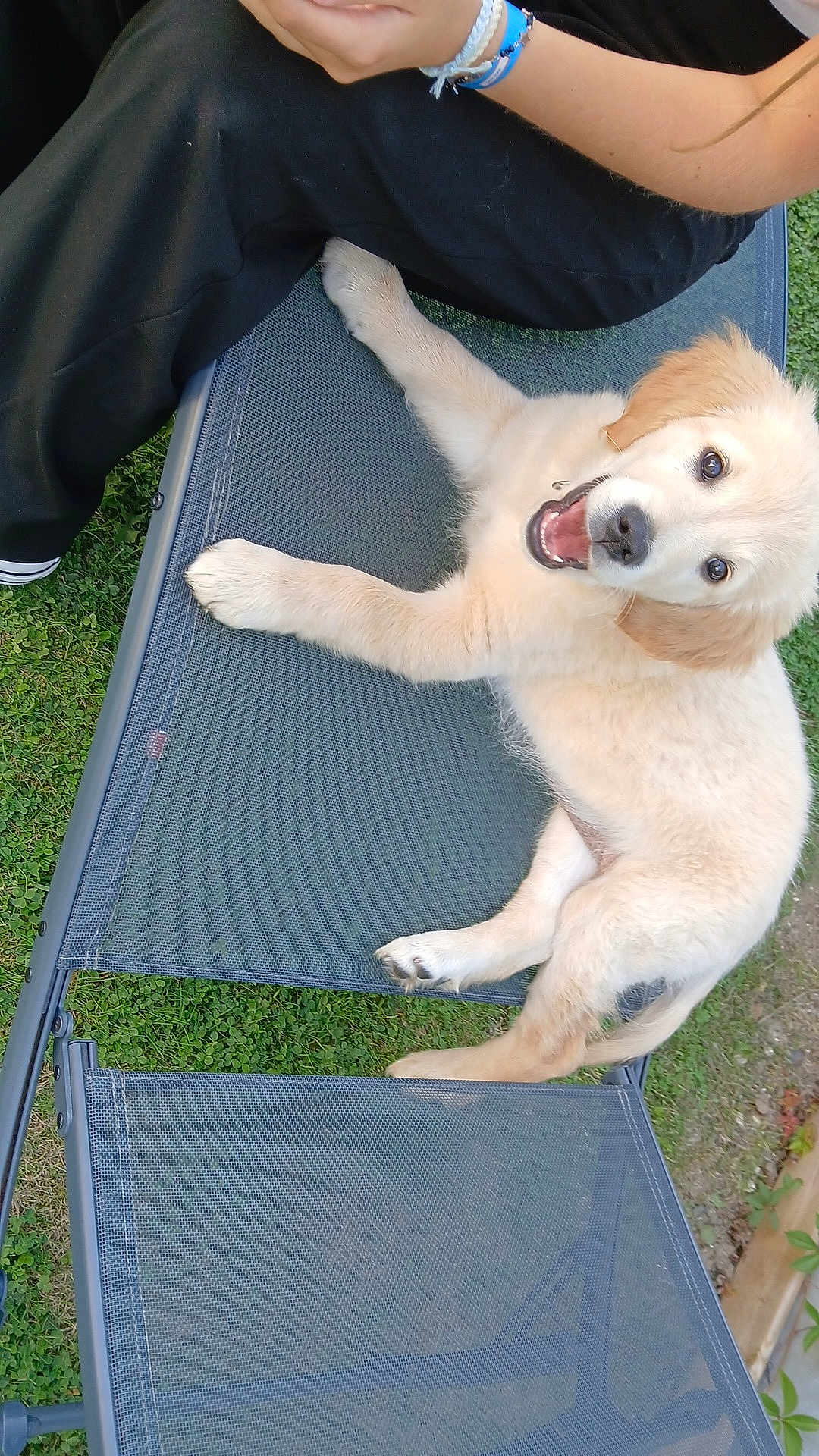 Alya participe au concours pour gagner de l'argent avec cette photo : puppy, dog, golden_retriever, outdoor, chair, mesh_chair, grass, person, black_pants, happy, playful, pet, animal, fur, smiling, young_dog, resting, summer, friendly, canine