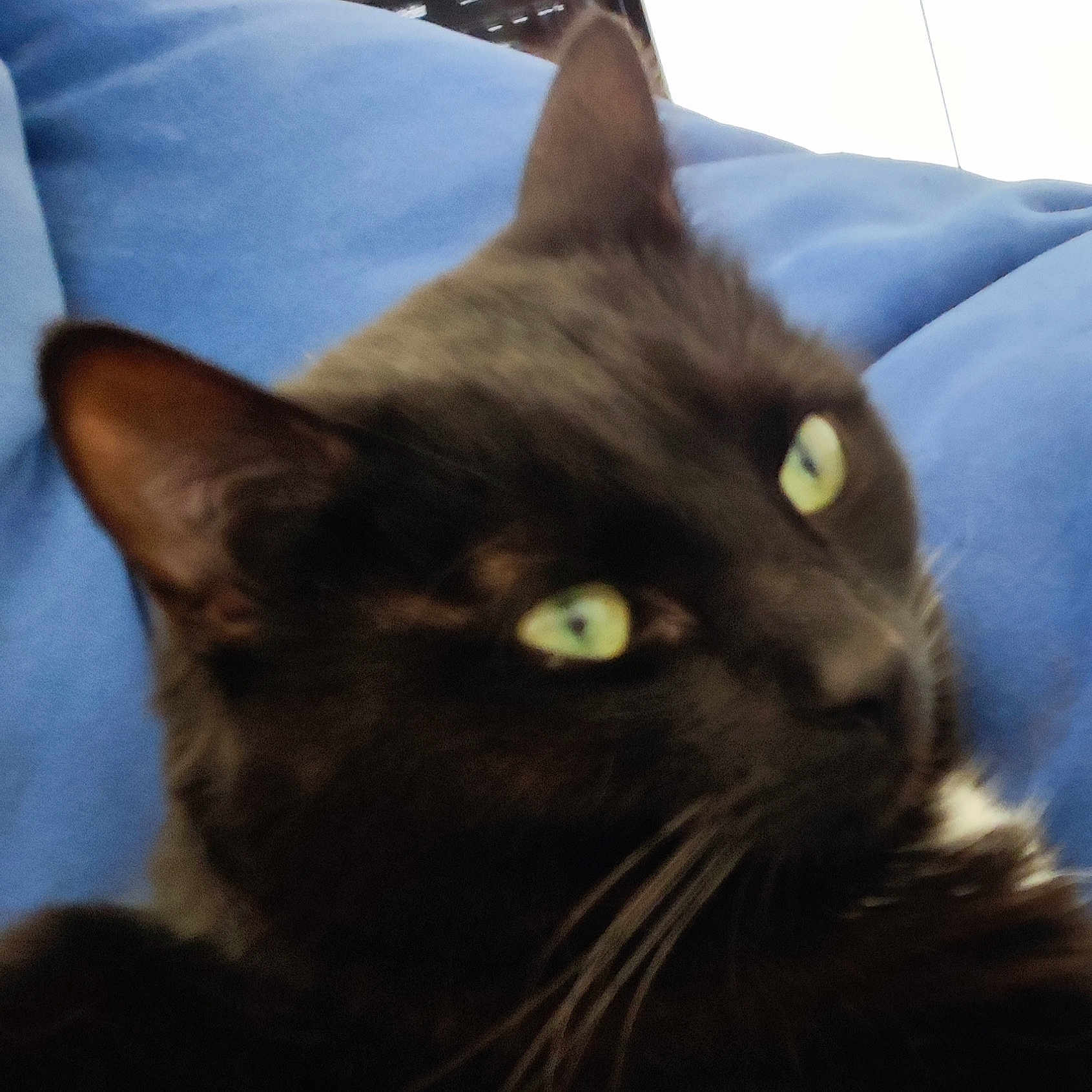 Salem a rejoint le concours — aidez-le/la à gagner de superbes lots ! animal, black_cat, blue_background, cat, close_up, cute, domestic_animal, ears, feline, fur, green_eyes, indoor, lying_down, mammal, pet, portrait, relaxing, sleepy, soft_focus, whiskers