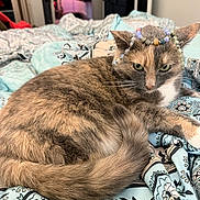 Valerie joined the competition — help win amazing prizes! animal, background_blur, beads, bedspread, cat, closeup, cozy, decor, domestic, ears, feline, fur, green_eyes, indoor, patterned_fabric, pet, resting, soft_lighting, tail, whiskers