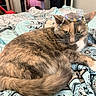 animal, background_blur, beads, bedspread, cat, closeup, cozy, decor, domestic, ears, feline, fur, green_eyes, indoor, patterned_fabric, pet, resting, soft_lighting, tail, whiskers