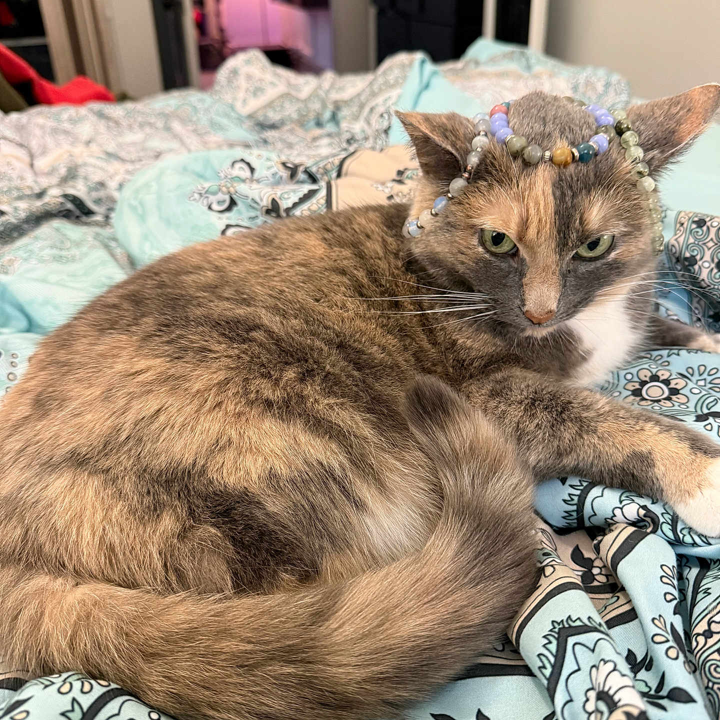 Valerie joined the competition — help win amazing prizes! animal, background_blur, beads, bedspread, cat, closeup, cozy, decor, domestic, ears, feline, fur, green_eyes, indoor, patterned_fabric, pet, resting, soft_lighting, tail, whiskers