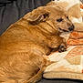 animal, blanket, brown, canine, comfort, companion, couch, cozy, cute, dog, domestic, fur, indoor, laying, pet, relaxation, resting, sleepy, snuggling, soft