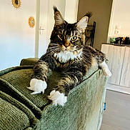 Zara a rejoint le concours — aidez-le/la à gagner de superbes lots ! cat, feline, pet, indoor, couch, furniture, living_room, fur, whiskers, paws, relaxed, domestic_animal, animal, mammal, tabby, white_paws, curious, home, cozy, portrait