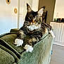 cat, feline, pet, indoor, couch, furniture, living_room, fur, whiskers, paws, relaxed, domestic_animal, animal, mammal, tabby, white_paws, curious, home, cozy, portrait