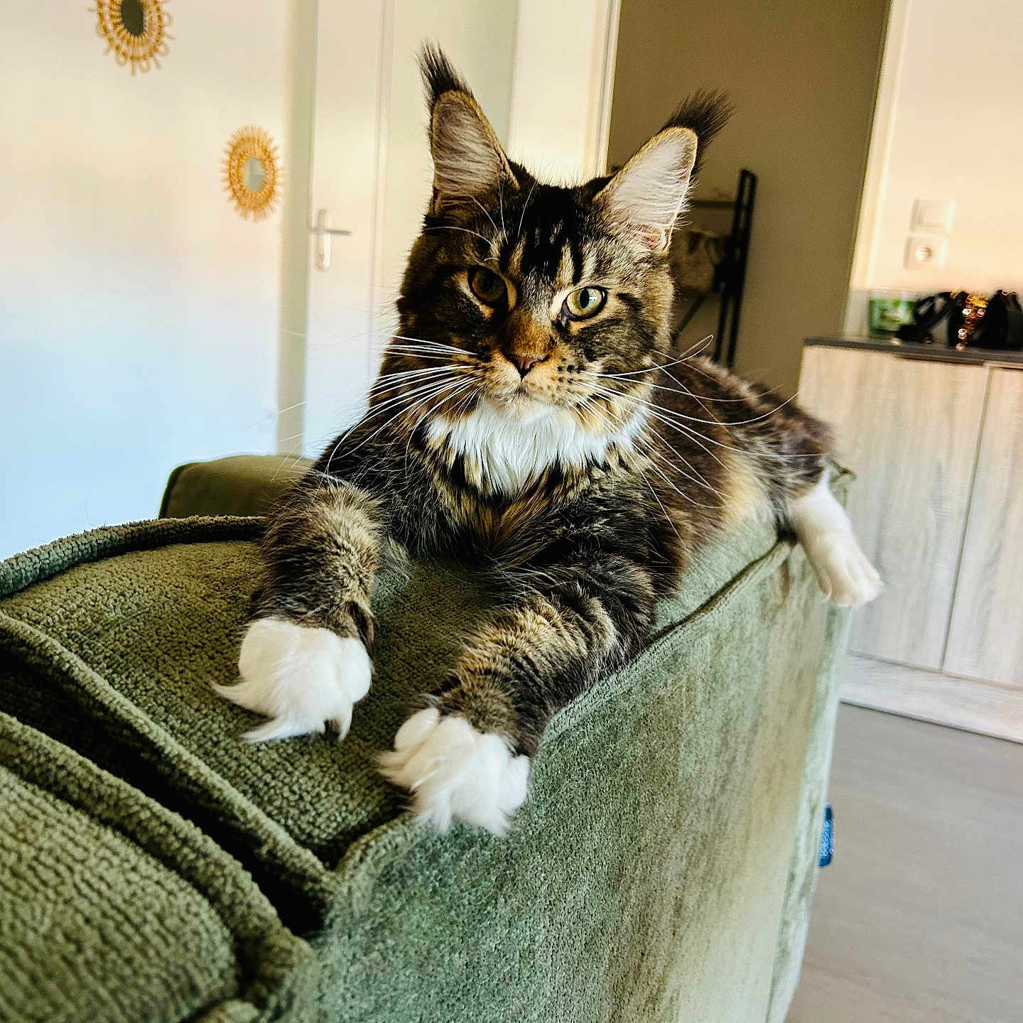 Zara a rejoint le concours — aidez-le/la à gagner de superbes lots ! animal, cat, couch, cozy, curious, domestic_animal, feline, fur, furniture, home, indoor, living_room, mammal, paws, pet, portrait, relaxed, tabby, whiskers, white_paws