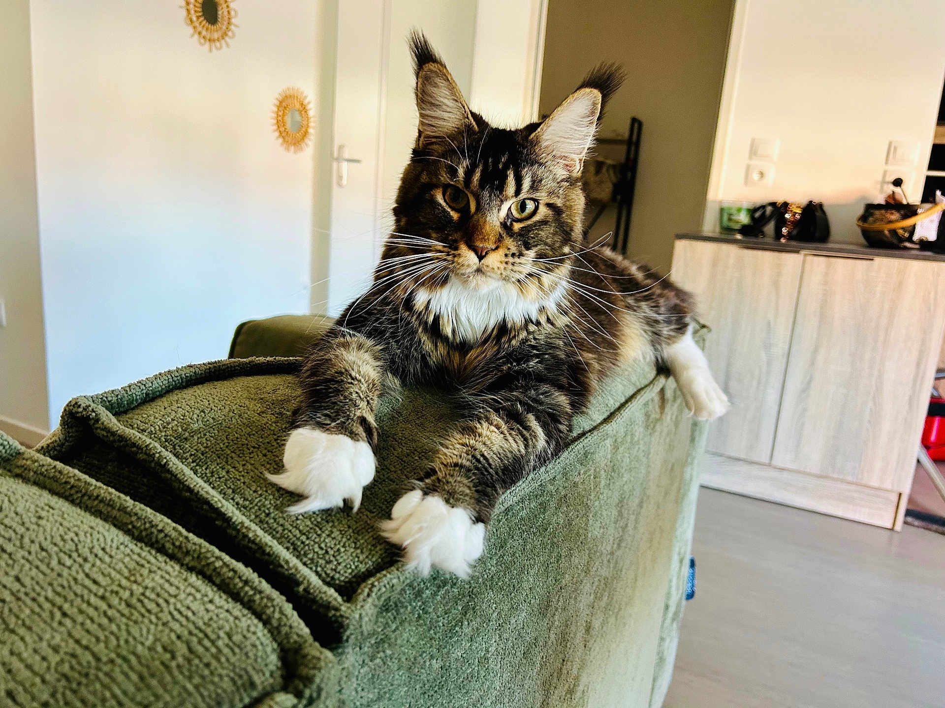 Zara a rejoint le concours — aidez-le/la à gagner de superbes lots ! cat, feline, pet, indoor, couch, furniture, living_room, fur, whiskers, paws, relaxed, domestic_animal, animal, mammal, tabby, white_paws, curious, home, cozy, portrait