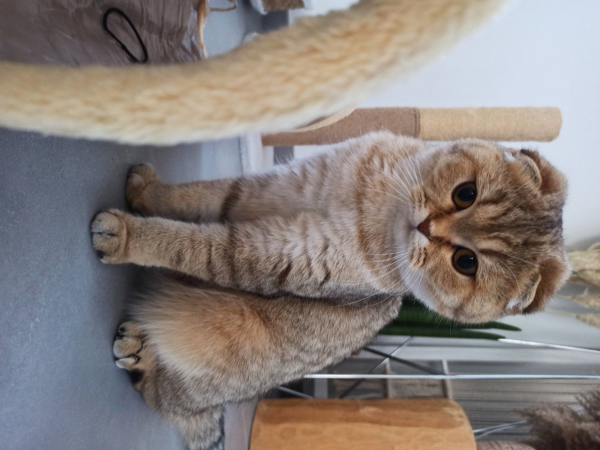 Mooky participe au concours pour gagner de l'argent avec cette photo : carnivore, cat, chair, claw, comfort, domestic_short_haired_cat, fawn, felidae, flooring, fur, hardwood, nap, paw, small_to_medium_sized_cats, table, tail, terrestrial_animal, whiskers, window, wood