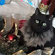 Kiki is registered to the contest to win money with this photo: animal, black_cat, cat, christmas, close_up, crown, decoration, festive, fluffy, fur, green_eyes, holiday, indoors, long_hair, ornaments, pet, portrait, sitting, staring, whiskers