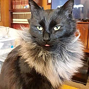 Coco is registered to the contest to win money with this photo: cat, black_cat, fluffy, long_hair, pet, animal, portrait, sitting, indoors, living_room, bookshelf, books, television, furniture, fur, whiskers, ears, eyes, tongue, funny