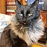 cat, black_cat, fluffy, long_hair, pet, animal, portrait, sitting, indoors, living_room, bookshelf, books, television, furniture, fur, whiskers, ears, eyes, tongue, funny