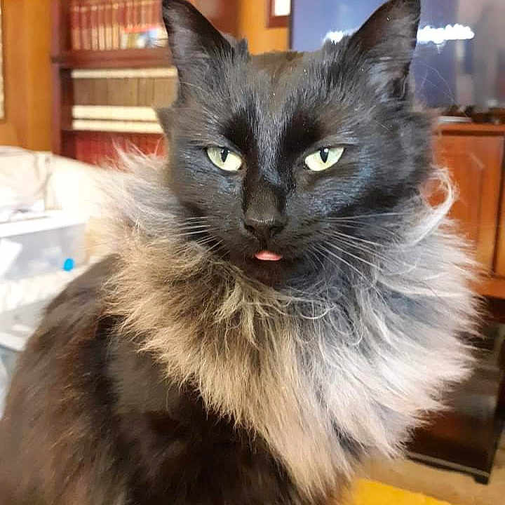 Coco