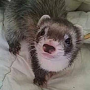 Pistache participe au concours pour gagner de l'argent avec cette photo :