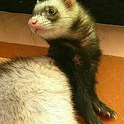 Shifou participe au concours pour gagner de l'argent avec cette photo :