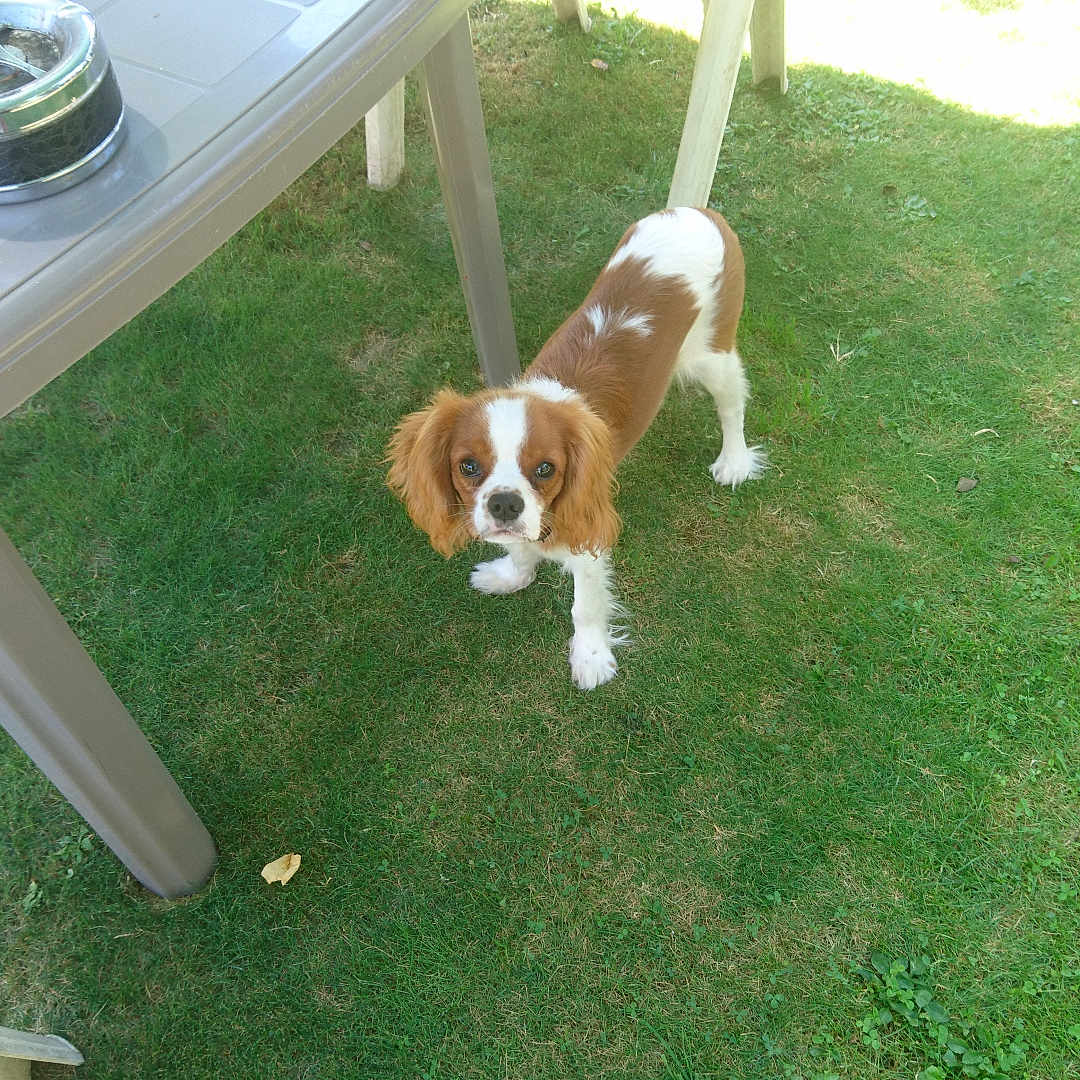 Lmozart a rejoint le concours — aidez-le/la à gagner de superbes lots ! animal, brown, canine, chair, curious, daylight, dog, domestic_animal, fur, garden, grass, lawn, looking_up, nature, outdoor, pet, plastic, small_dog, table, white