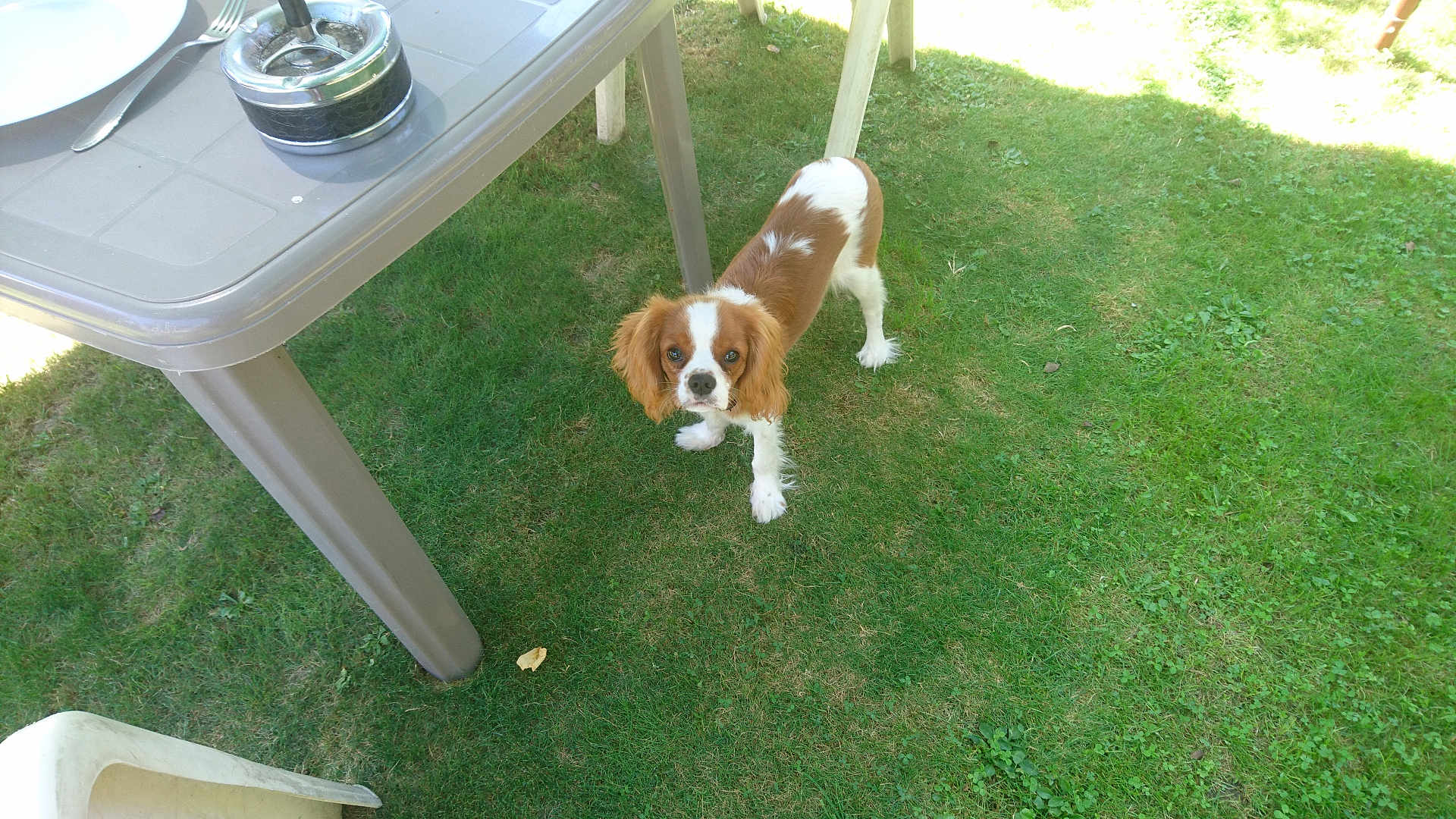 Lmozart a rejoint le concours — aidez-le/la à gagner de superbes lots ! animal, brown, canine, chair, curious, daylight, dog, domestic_animal, fur, garden, grass, lawn, looking_up, nature, outdoor, pet, plastic, small_dog, table, white