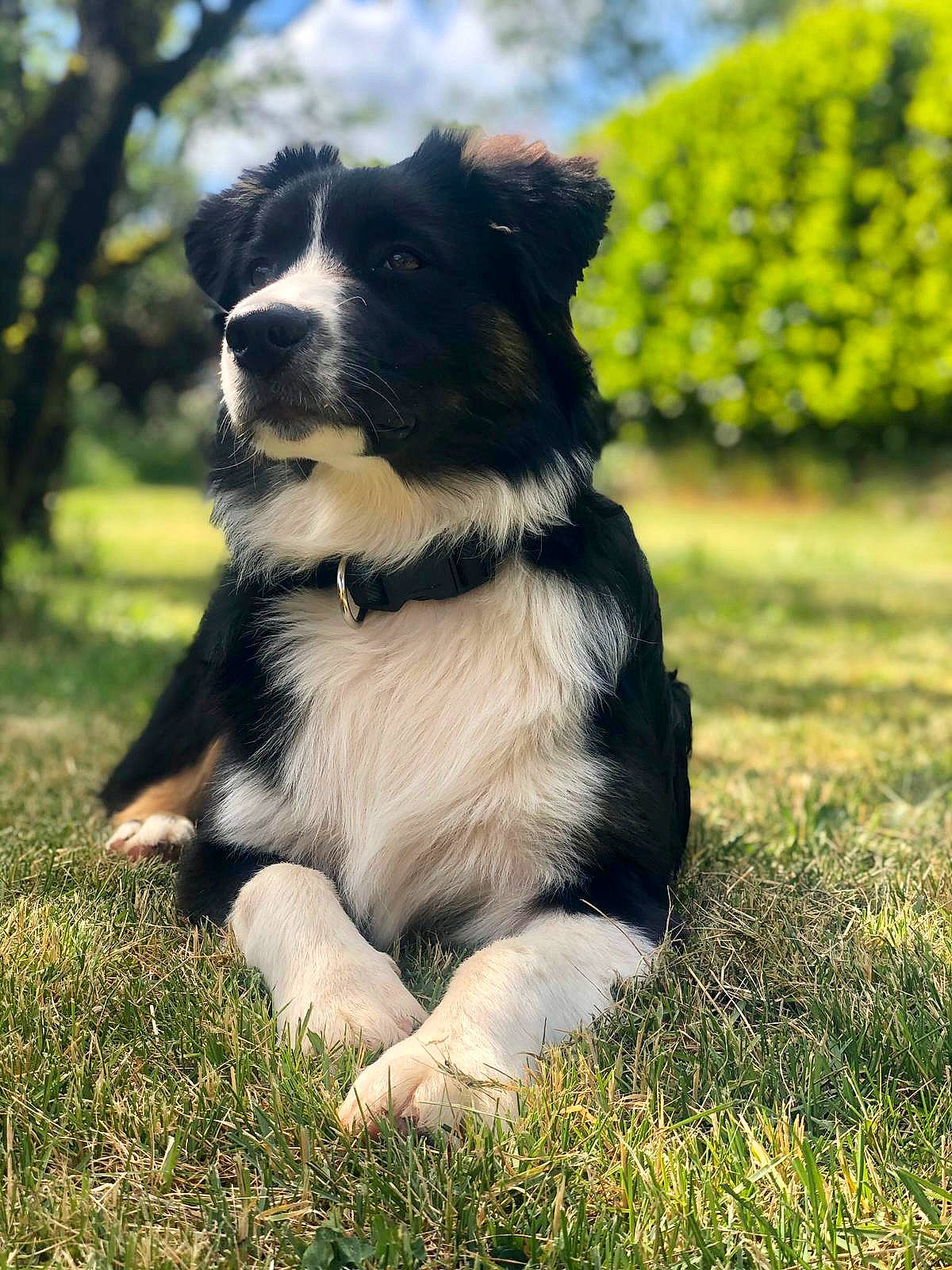 Porter a rejoint le concours — aidez-le/la à gagner de superbes lots ! borador, border_collie, canidae, carnivore, companion_dog, dog, dog_breed, grass, herding_dog, landseer, plant, shadow, sky, snout, sporting_group, tail, tree, whiskers, working_animal, working_dog