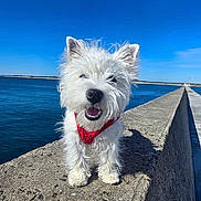 Abby a rejoint le concours — aidez-le/la à gagner de superbes lots ! animal, blue_sky, canine, concrete, daytime, dog, fur, happy, nature, outdoor, pet, portrait, red_bandana, sea, small_dog, smiling, sunny, walk, water, white_dog