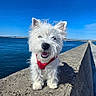 animal, blue_sky, canine, concrete, daytime, dog, fur, happy, nature, outdoor, pet, portrait, red_bandana, sea, small_dog, smiling, sunny, walk, water, white_dog
