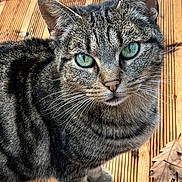 Monchat participe au concours pour gagner de l'argent avec cette photo : animal, autumn_leaves, cat, close_up, curious, cute, daylight, domestic_cat, feline, fur, green_eyes, looking_up, nature, outdoor, pet, portrait, striped, tabby_cat, whiskers, wooden_deck