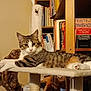 cat, tabby_cat, cat_tree, bookshelf, books, wooden_sculpture, indoor, pet, furniture, relaxed, animal, mammal, fur, whiskers, paws, ears, eyes, curious, domestic, cozy