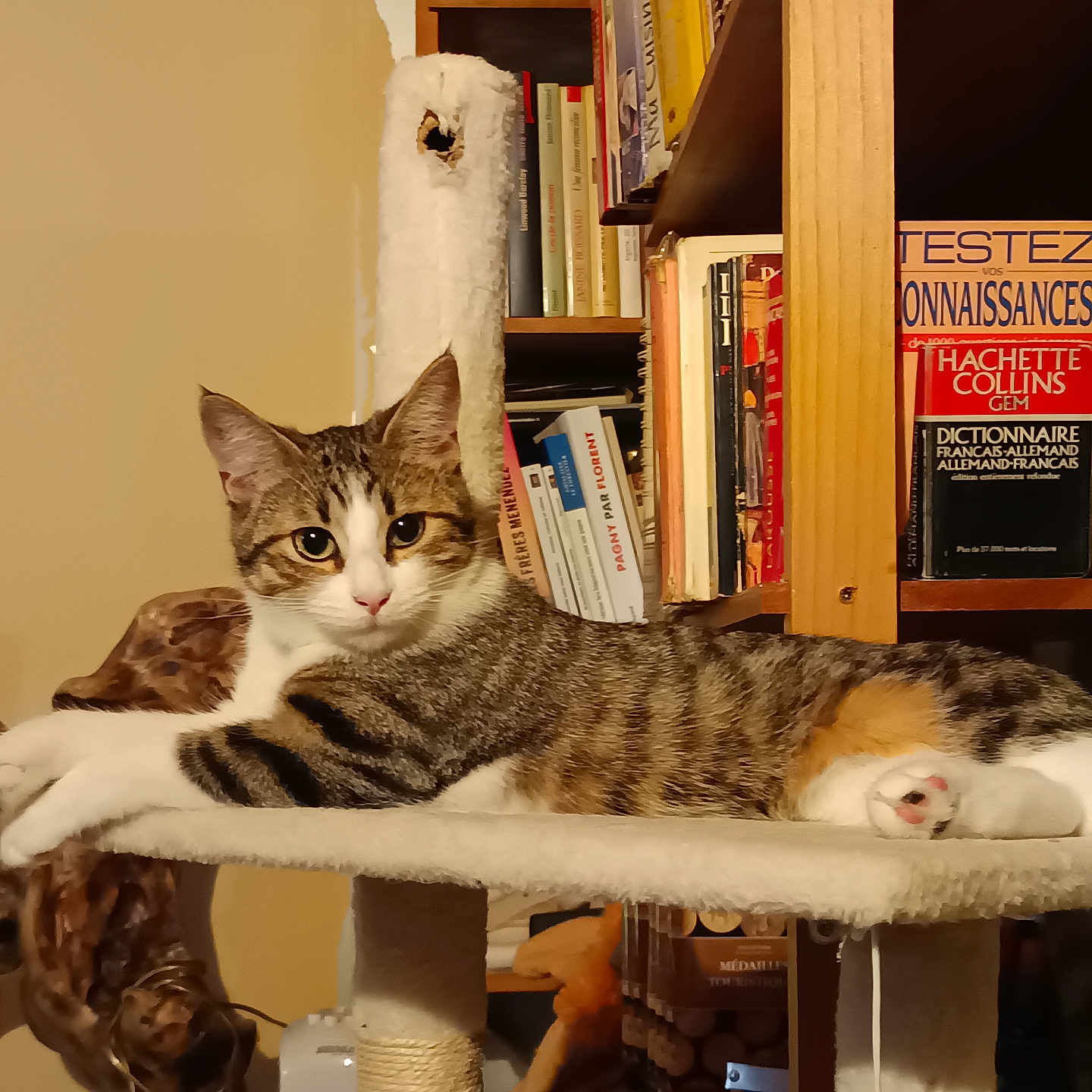 Maya a rejoint le concours — aidez-le/la à gagner de superbes lots ! animal, books, bookshelf, cat, cat_tree, cozy, curious, domestic, ears, eyes, fur, furniture, indoor, mammal, paws, pet, relaxed, tabby_cat, whiskers, wooden_sculpture