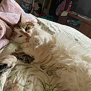 Buttercup is registered to the contest to win money with this photo: cat, fluffy, bed, blanket, indoor, pet, relaxed, stretching, fur, sleepy, cozy, patterned_bedspread, household_items, towel, clothing, furniture, room, comfort, resting, domestic