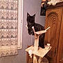 cat, black_cat, cat_tree, furniture, wooden_cabinet, mirror, window, curtain, indoor, pet, animal, feline, reflection, room, home, cozy, perched, toy, string, domestic