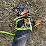 dog, puppy, dachshund, black_and_tan, lying_down, playing, stick, green_harness, leash, outdoor, dirt, twigs, ears, mouth_open, pet, canine, animal, young_dog, happy, nature