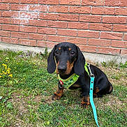 Charly participe au concours pour gagner de l'argent avec cette photo : dog, dachshund, puppy, grass, leash, harness, outdoor, brick_wall, pet, animal, cute, small_dog, black_and_tan, sitting, nature, young_dog, canine, garden, friendly, domestic_animal