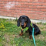 dog, dachshund, puppy, grass, leash, harness, outdoor, brick_wall, pet, animal, cute, small_dog, black_and_tan, sitting, nature, young_dog, canine, garden, friendly, domestic_animal