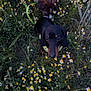 dog, dogs, flowers, field, leash, nature, plants, greenery, outdoor, pets, canine, two_dogs, sniffing, black_dog, brown_dog, small_flowers, yellow_flowers, white_flowers, grass, spring