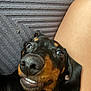 dog, dachshund, pet, close_up, smiling, playful, lying_down, black_and_tan, fur, nose, ears, person, leg, skin, texture, indoor, cute, animal, companion, friendly