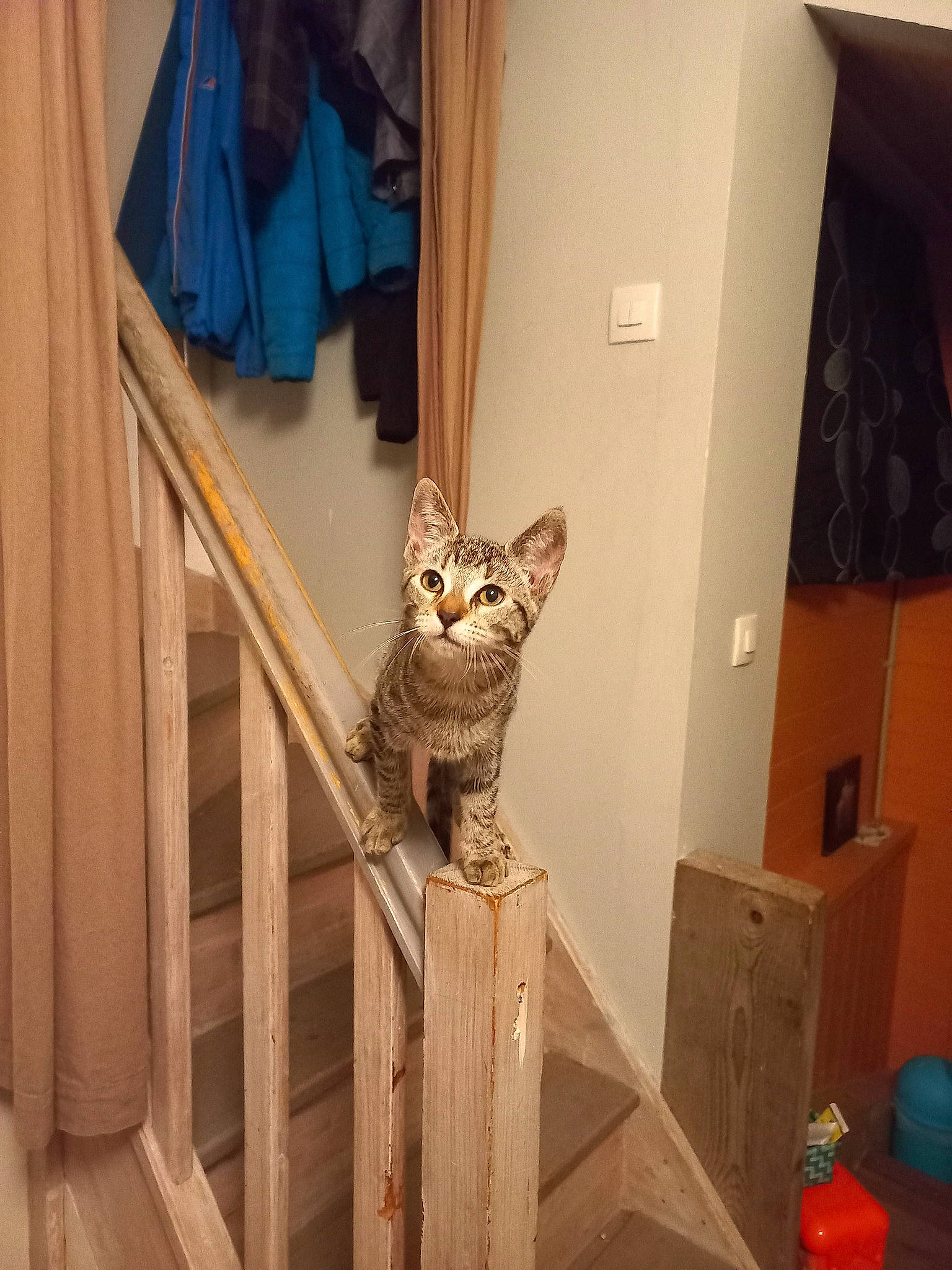 Sakura a rejoint le concours — aidez-le/la à gagner de superbes lots ! cabinetry, carnivore, carton, cat, cat_supply, domestic_short_haired_cat, door, felidae, floor, flooring, fur, hardwood, interior_design, room, shipping_box, small_to_medium_sized_cats, stairs, tail, whiskers, wood