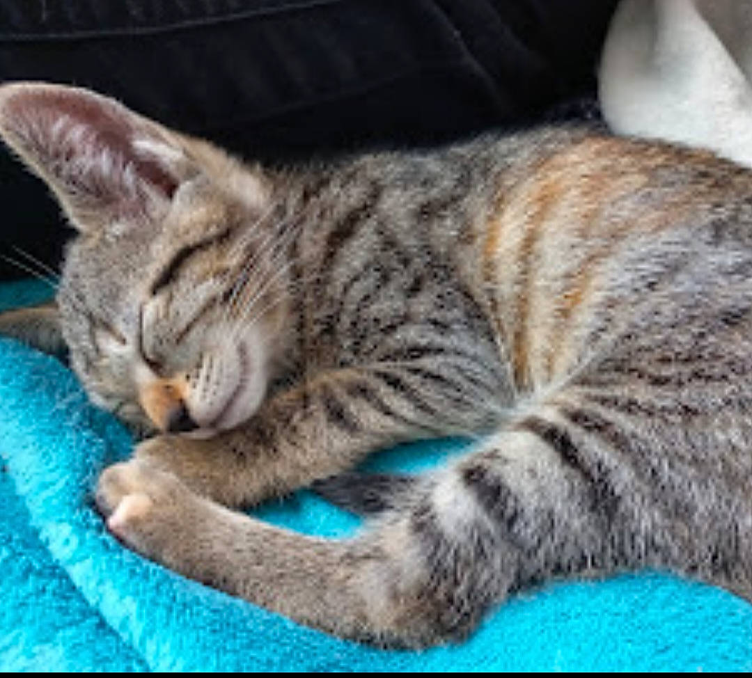 Sakura participe au concours pour gagner de l'argent avec cette photo : carnivore, cat, claw, comfort, domestic_short_haired_cat, felidae, fur, paw, sitting, small_to_medium_sized_cats, snout, tail, terrestrial_animal, whiskers