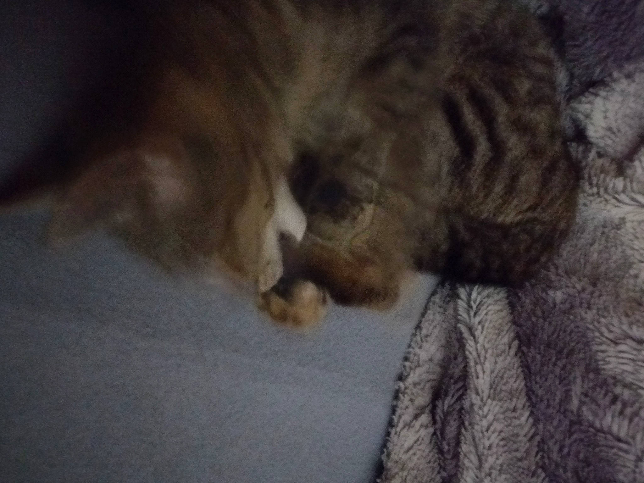 Sakura a rejoint le concours — aidez-le/la à gagner de superbes lots ! carnivore, cat, claw, comfort, domestic_short_haired_cat, felidae, fur, grey, nap, paw, sleep, small_to_medium_sized_cats, snout, tail, terrestrial_animal, whiskers